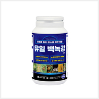 유일 백녹강